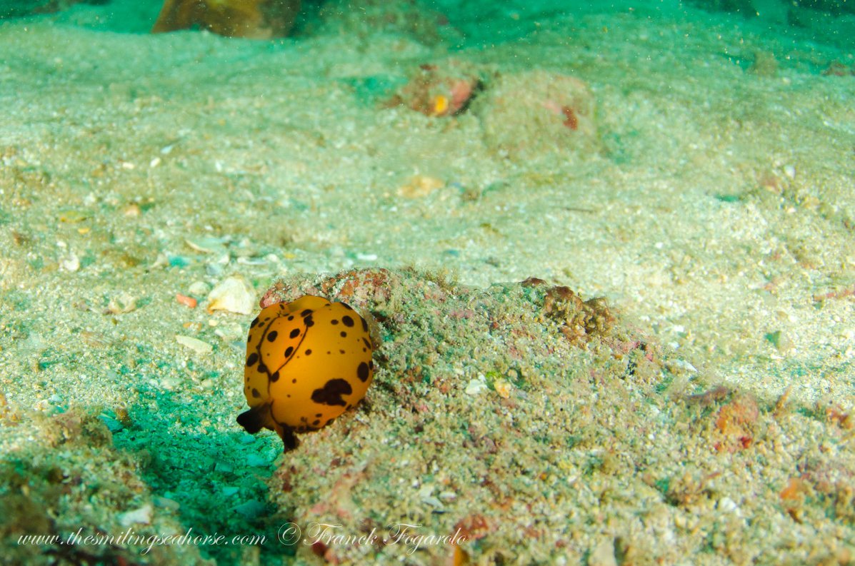 Small marine creature underwater in the Mergui Archipelago