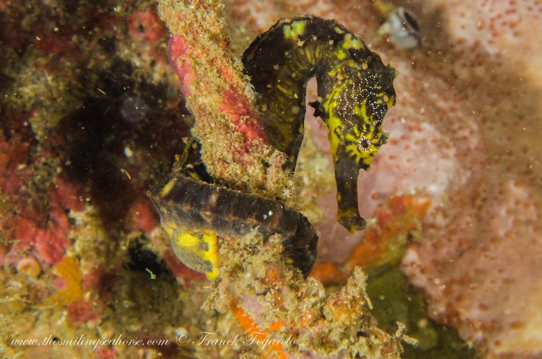 Seahorse resting among the reef in the Mergui Archipelago