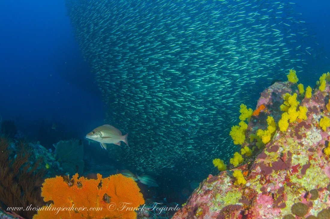 Large school of fish in the Mergui Archipelago
