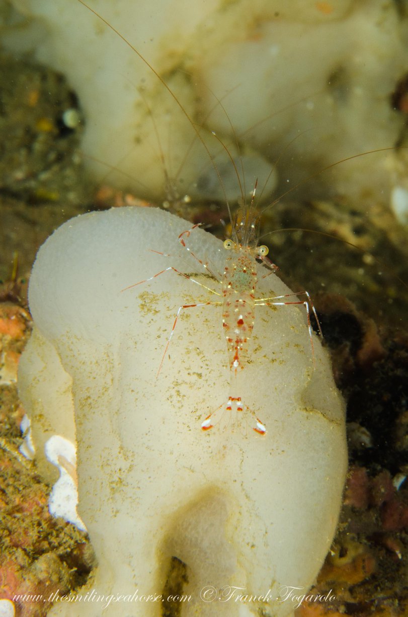 Shrimp underwater in the Mergui Archipelago