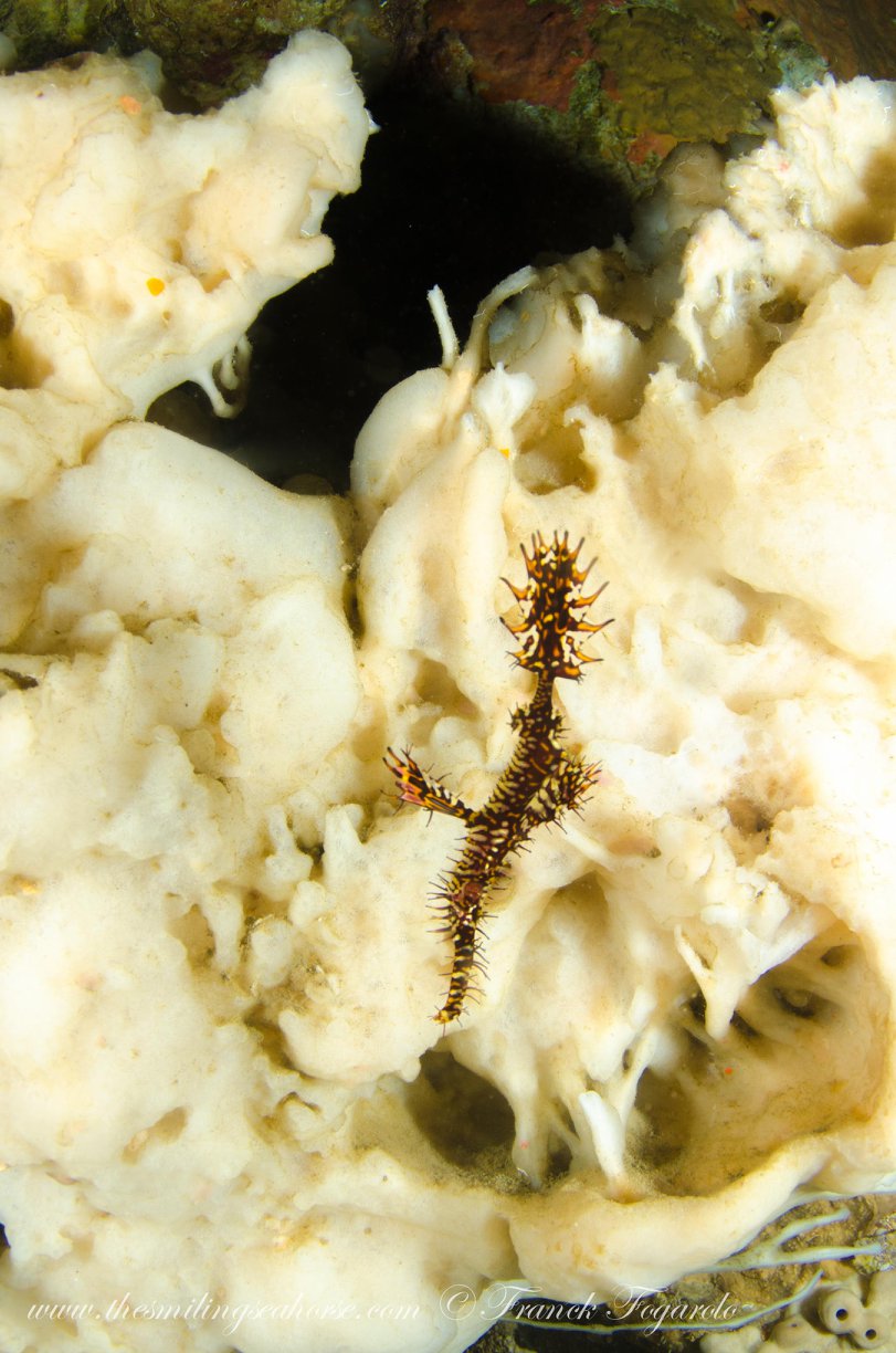 Ghost pipefish portrait underwater in the Mergui Archipelago