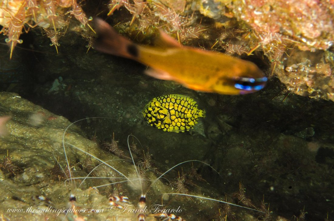 Small marine life on the reef in the Mergui Archipelago