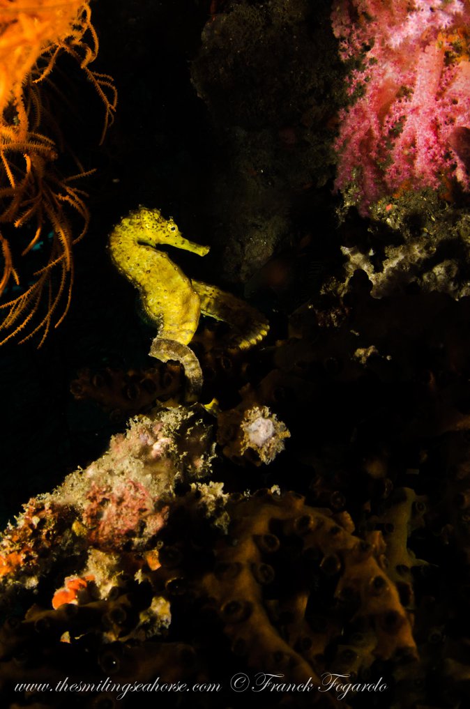 Seahorse close-up underwater in the Mergui Archipelago