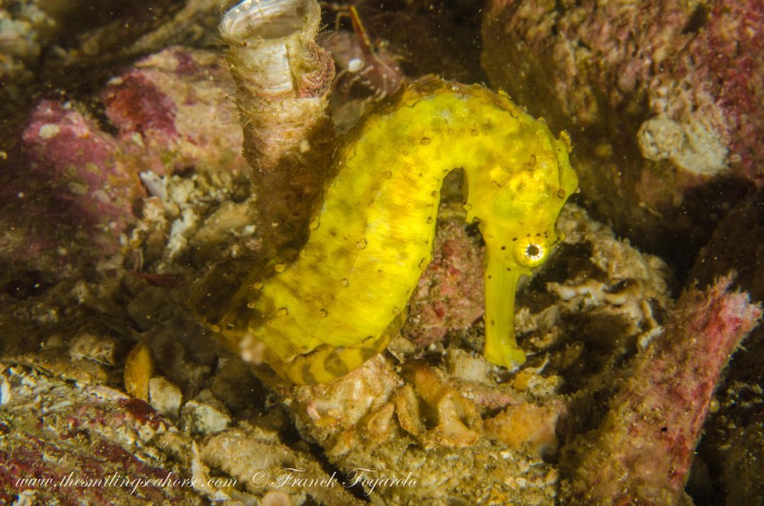 Seahorse underwater in the Mergui Archipelago