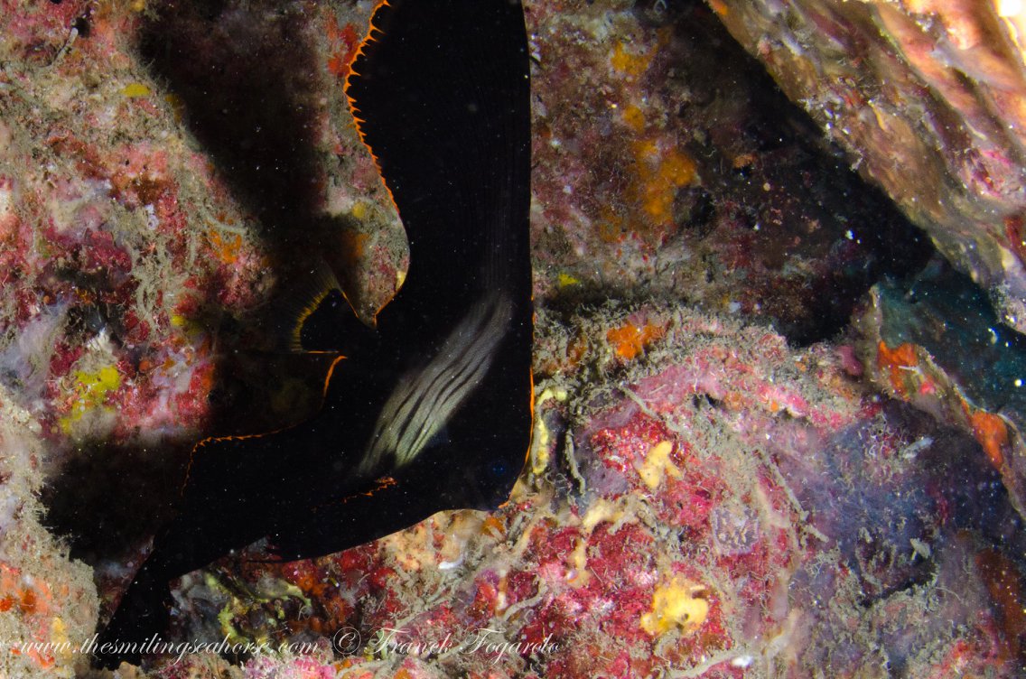 Small reef creature underwater in the Mergui Archipelago