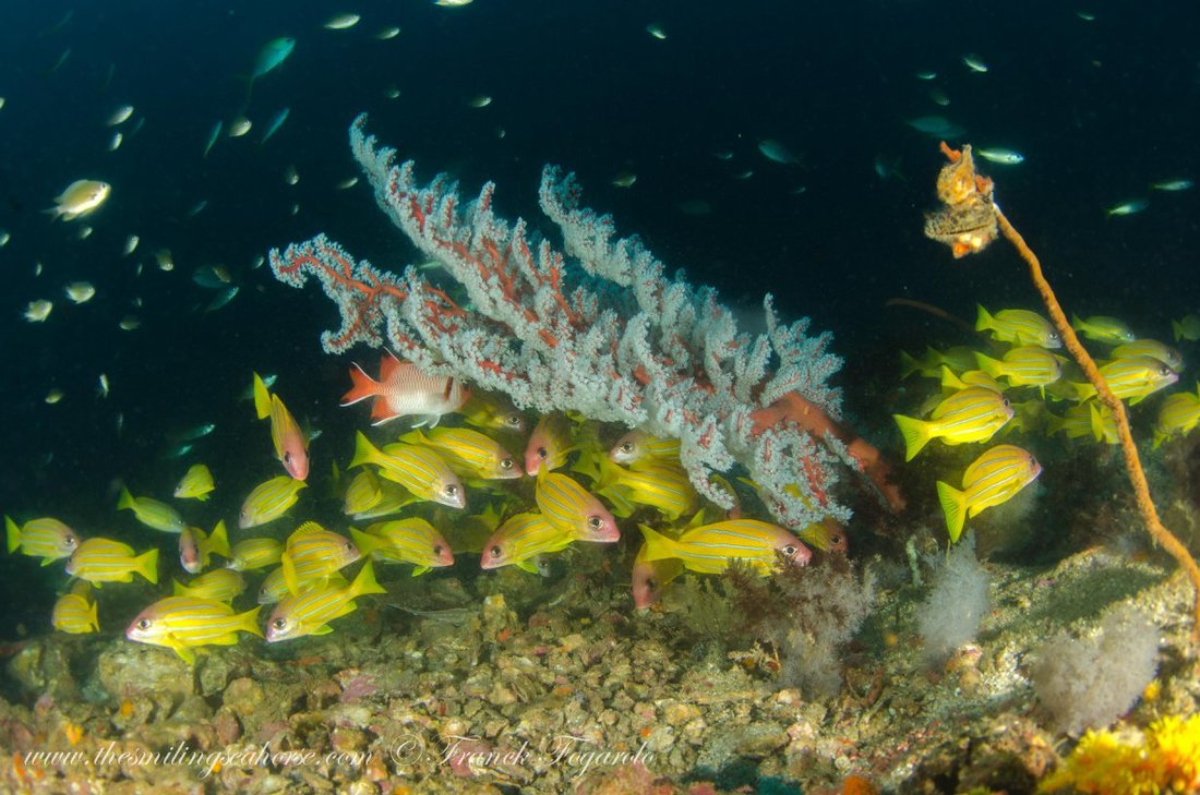 Schooling reef fish underwater in the Mergui Archipelago