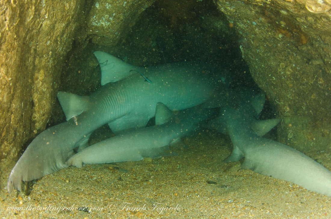 Secret cave dive site in the Mergui Archipelago