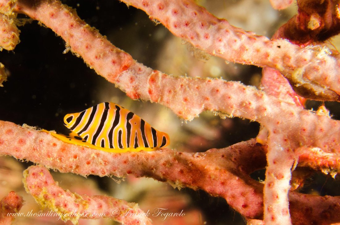 Small marine creature on the reef in the Mergui Archipelago