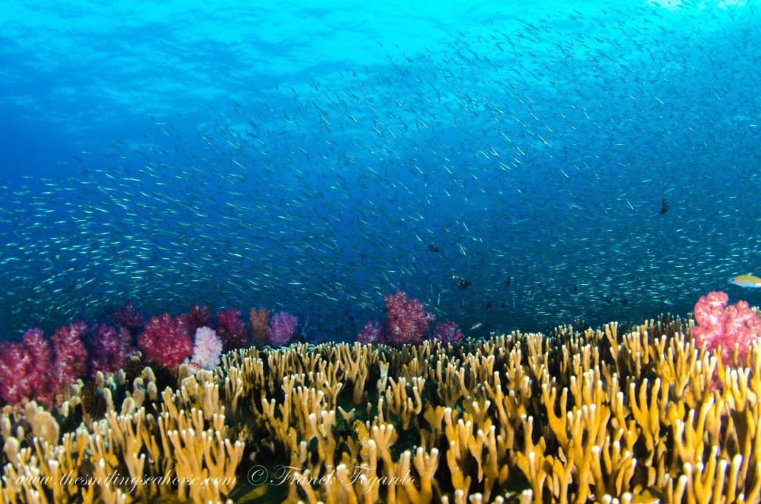 Colourful coral reef in the Mergui Archipelago