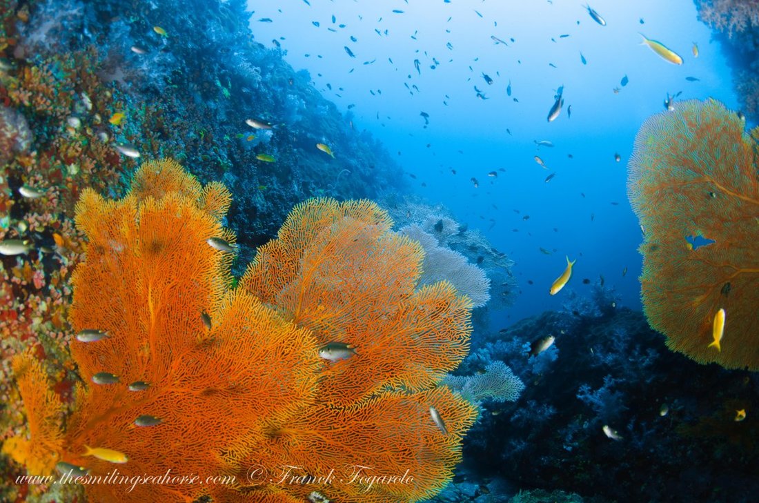 Coral reef and marine life in the Mergui Archipelago