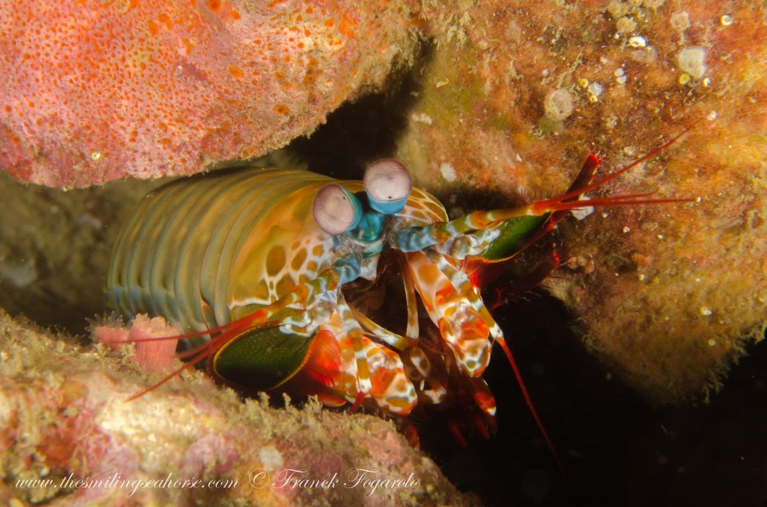 Colourful marine life on the reef in the Mergui Archipelago