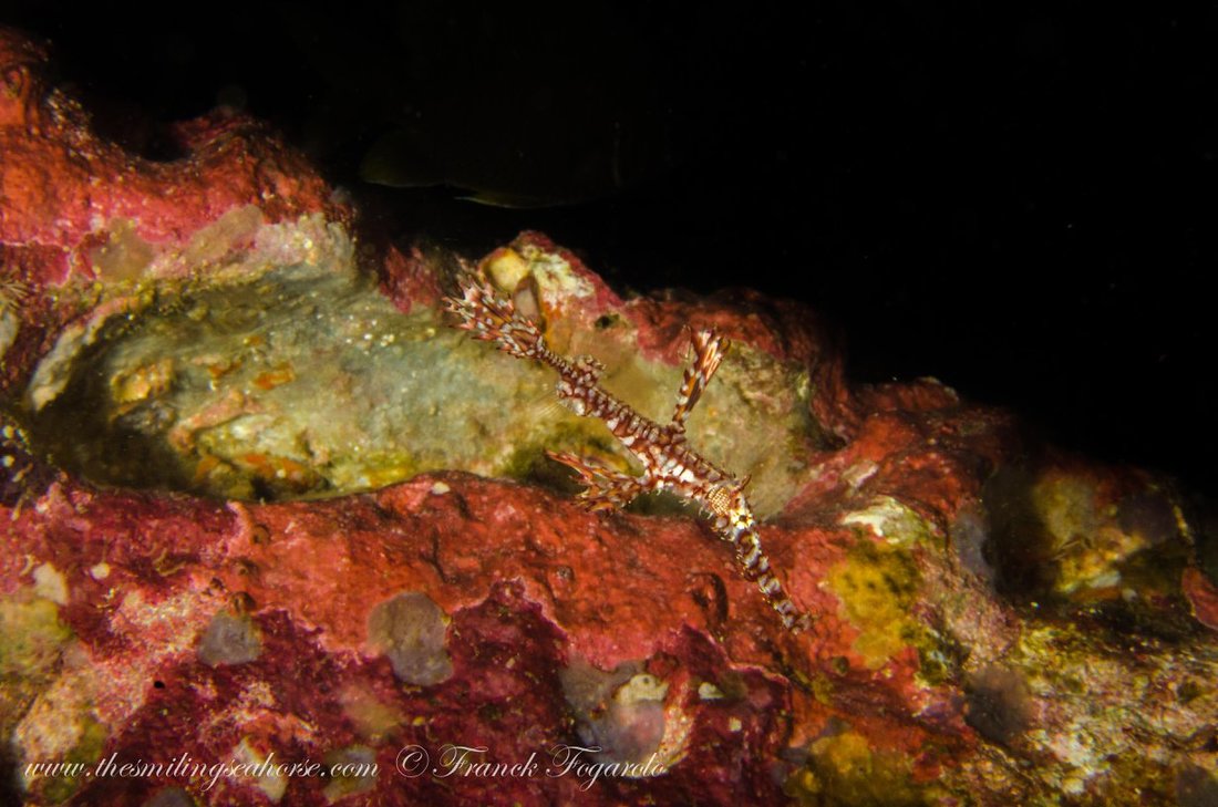 Ghost pipefish on the reef in the Mergui Archipelago