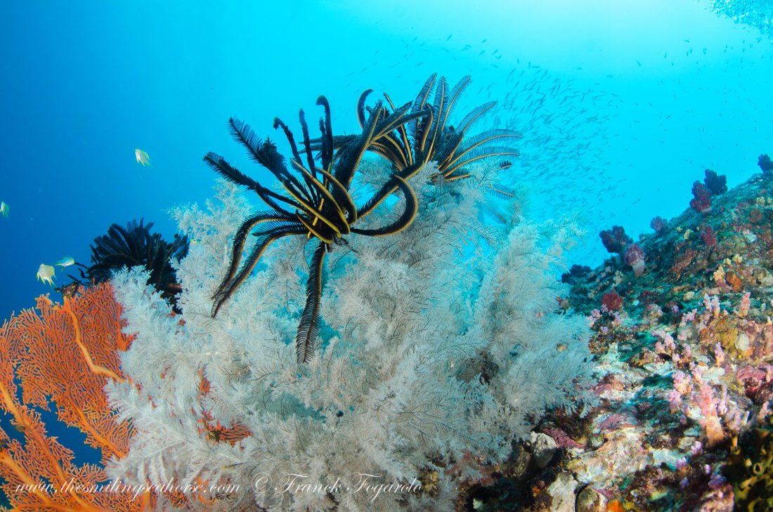 Coral reef scenery underwater in the Mergui Archipelago