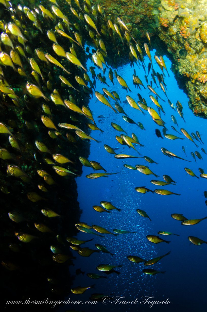 School of fish over the reef in the Mergui Archipelago