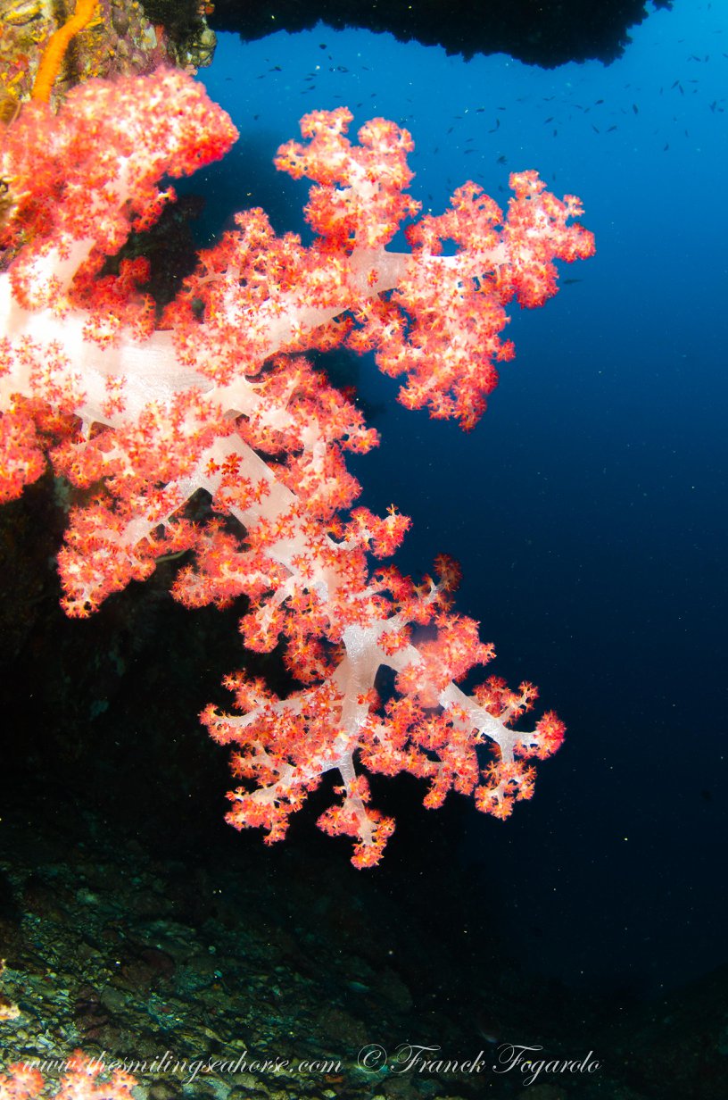 Close-up of coral reef life in the Mergui Archipelago