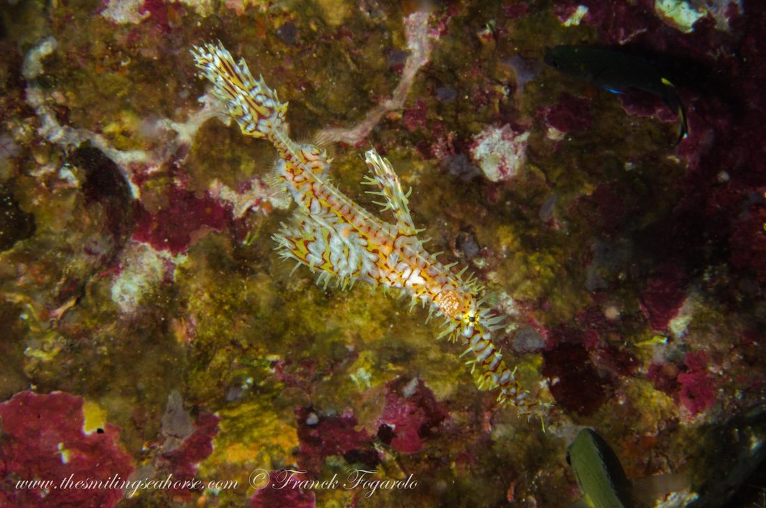 Ghost pipefish underwater in the Mergui Archipelago