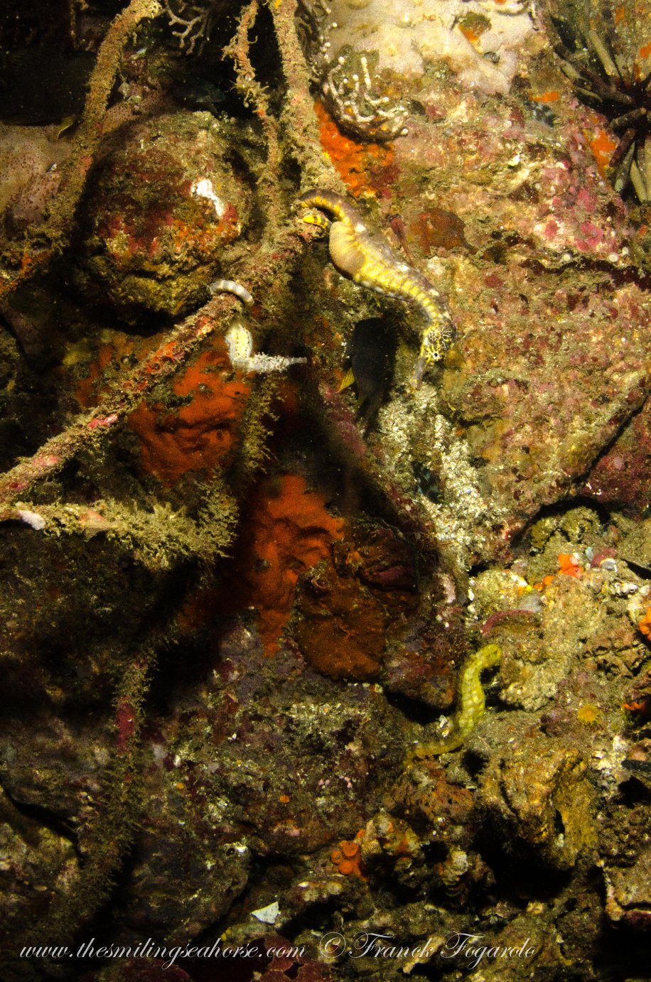Seahorse portrait underwater in the Mergui Archipelago