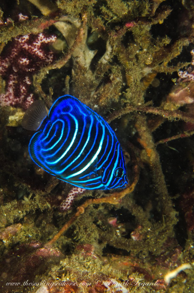 Marine life in the Mergui Archipelago