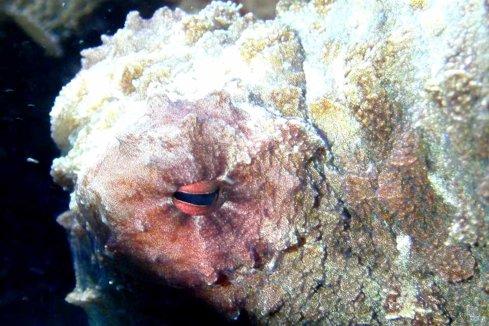 Marbled octopus during a diving safari