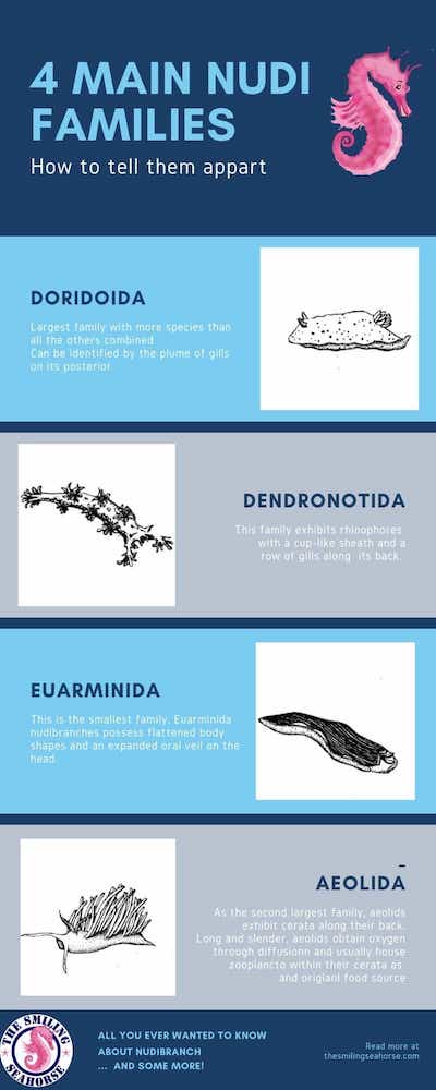 Anatomy of Dorid and Aeolid Nudibranchs.