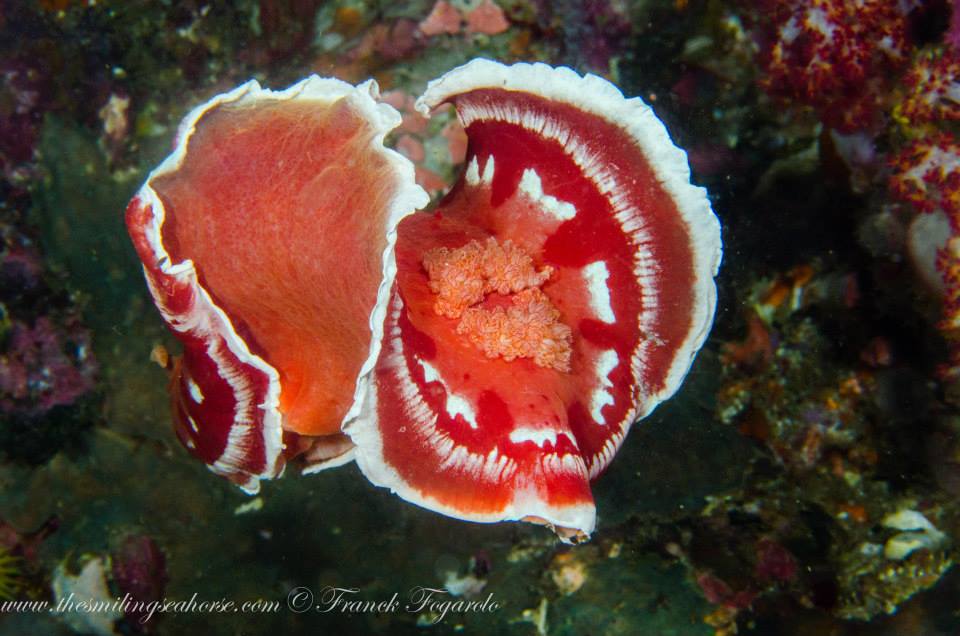 Spanish dancer nudibranch in the Mergui Archipelago