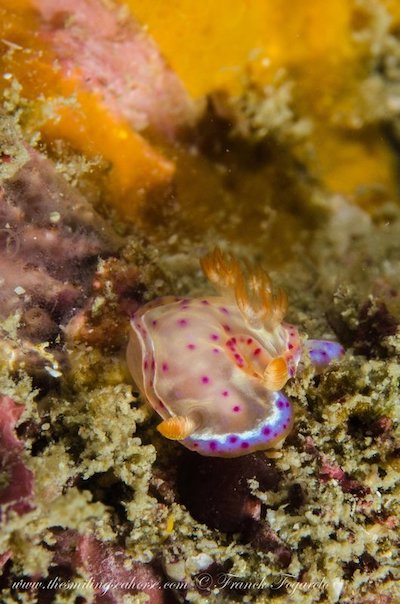 Hexabranchus sanguineus – juvenile Spanish dancer