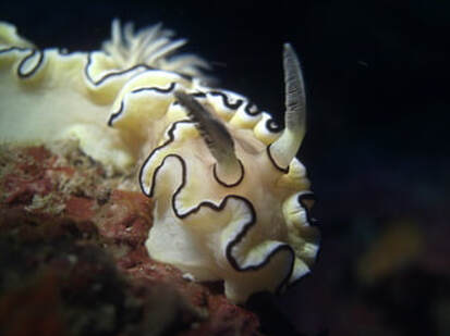 Colourful nudibranch in the Mergui Archipelago