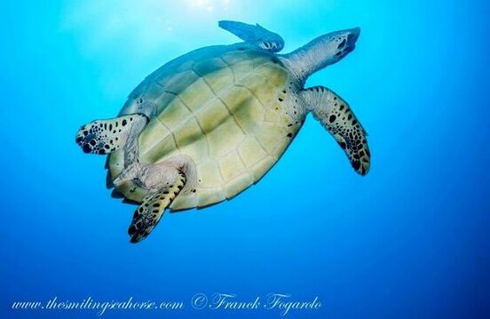 Hawksbill turtle viewed from underneath
