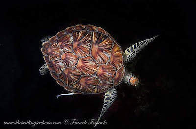Green turtle carapace with smooth edge and non-overlapping scutes