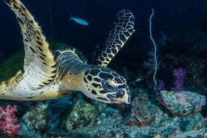 Hawksbill turtle with its distinctive hooked beak