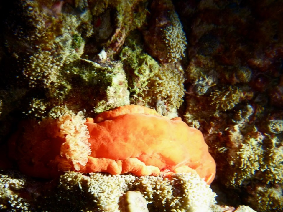 Spanish dancer nudibranch during a diving safari