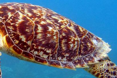 Hawksbill turtle shell with serrated edge and overlapping scutes