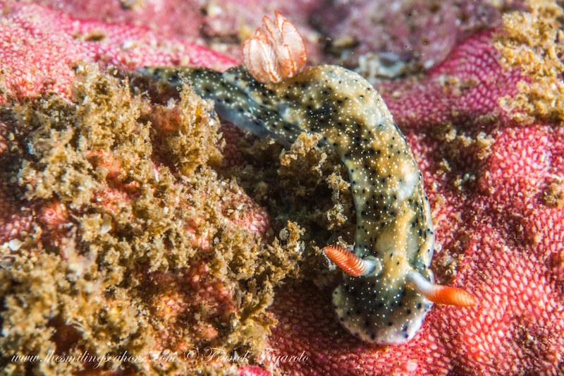 Hypselodoris infucata