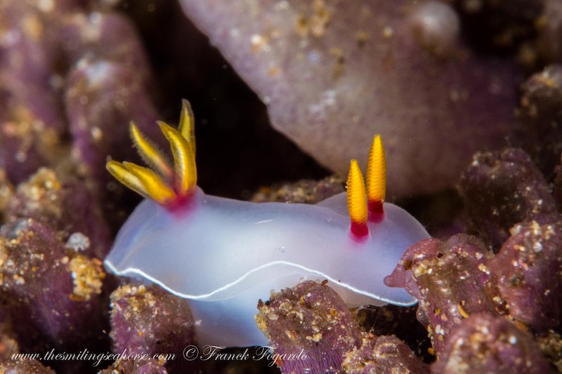 Hypselodoris bullockii