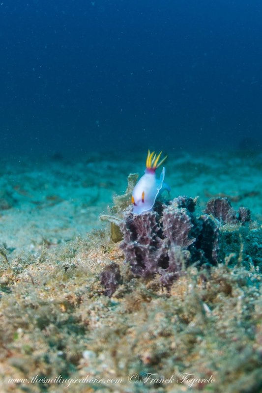 Hypselodoris bullockii