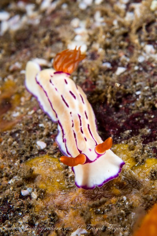Hypselodoris emma