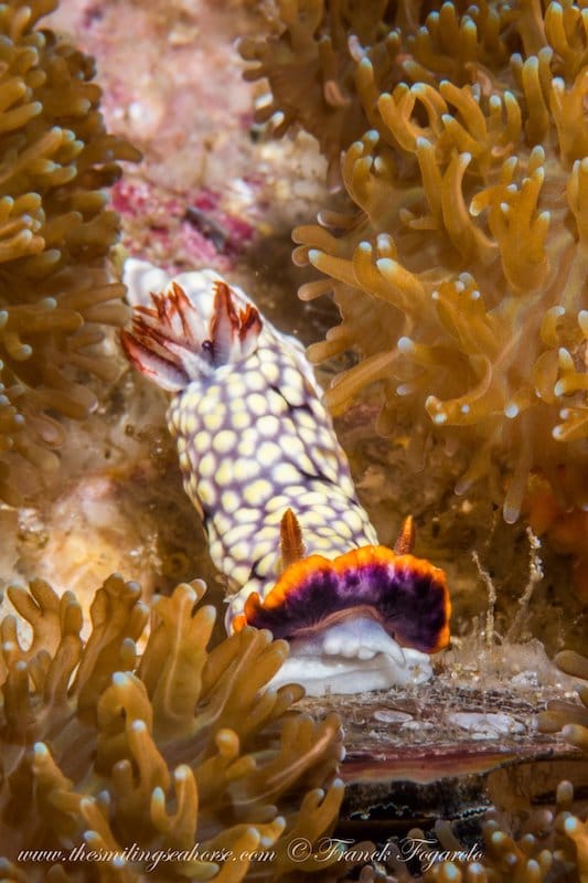 Goniobranchus conchyliatus