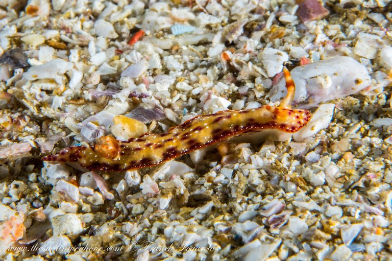 Hypselodoris maculosa