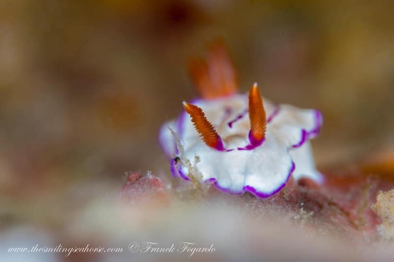 Hypselodoris emma