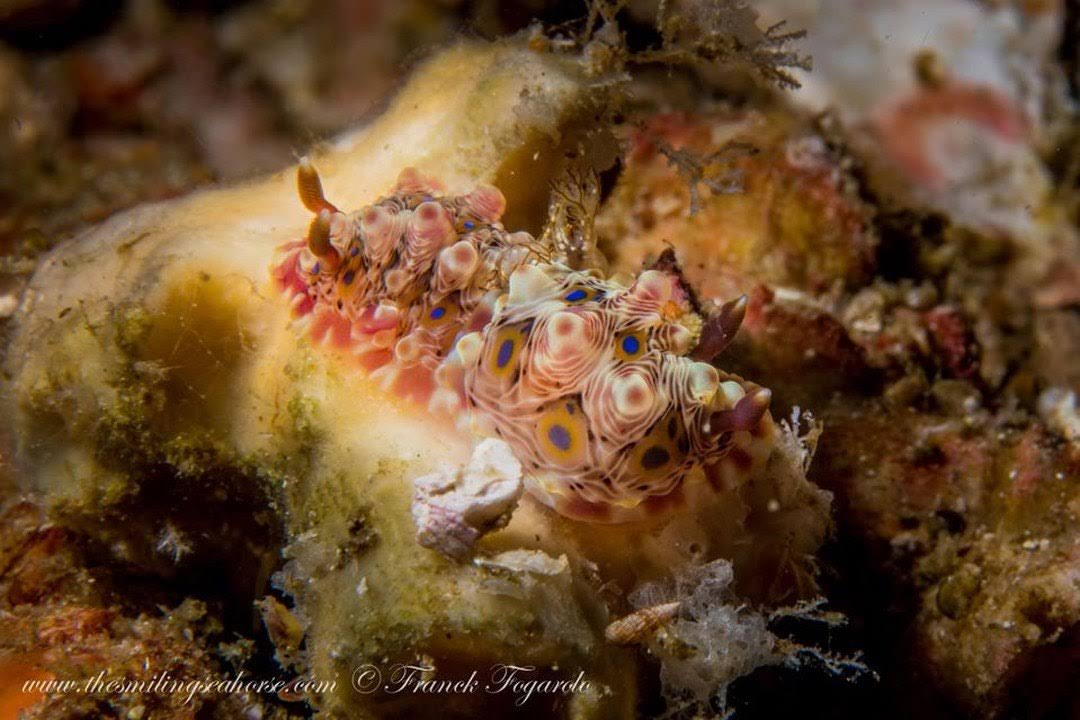 Dendrodoris denisoni