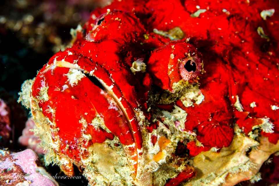 Camouflaged frogfish on a reef in the Mergui Archipelago