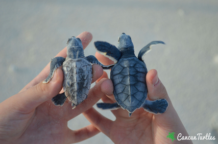 Baby hawksbill and green turtle comparison