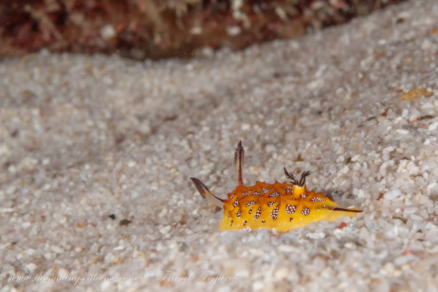 Halgerda tessellata