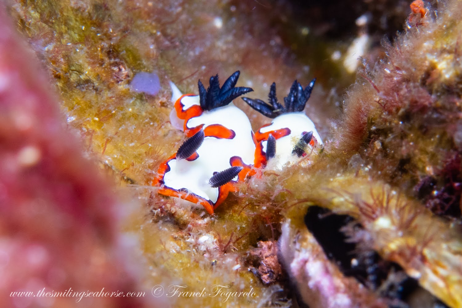 Goniobranchus fidelis – Faithful sea slug