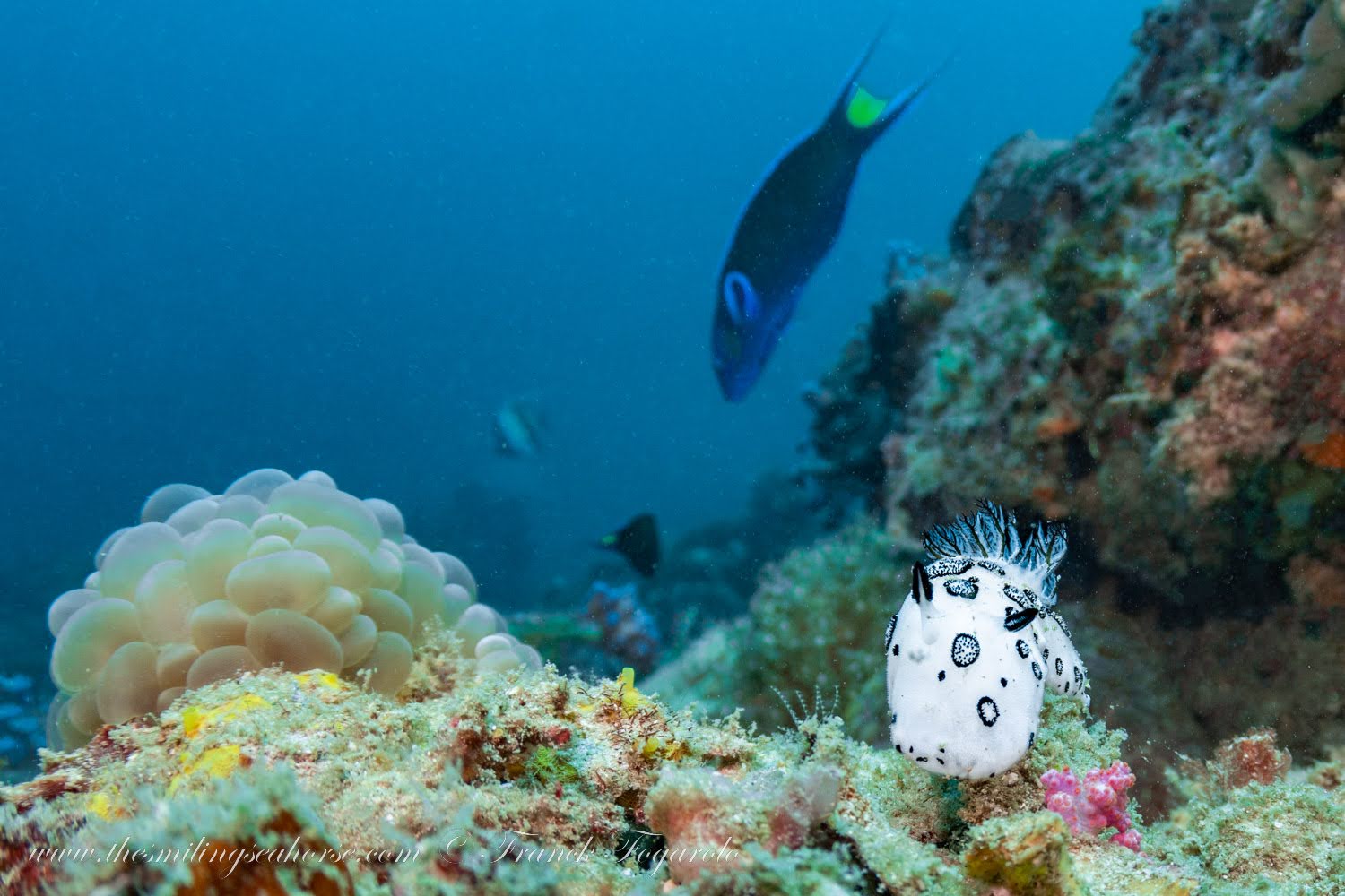 Jorunna funebris – Dotted nudibranch