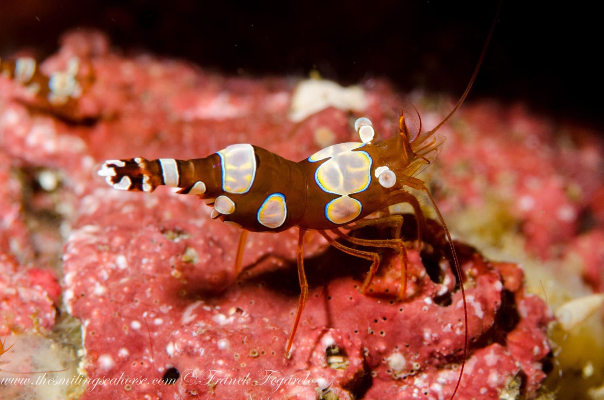 Macro portrait of a Sexy Shrimp Thor amboinensis