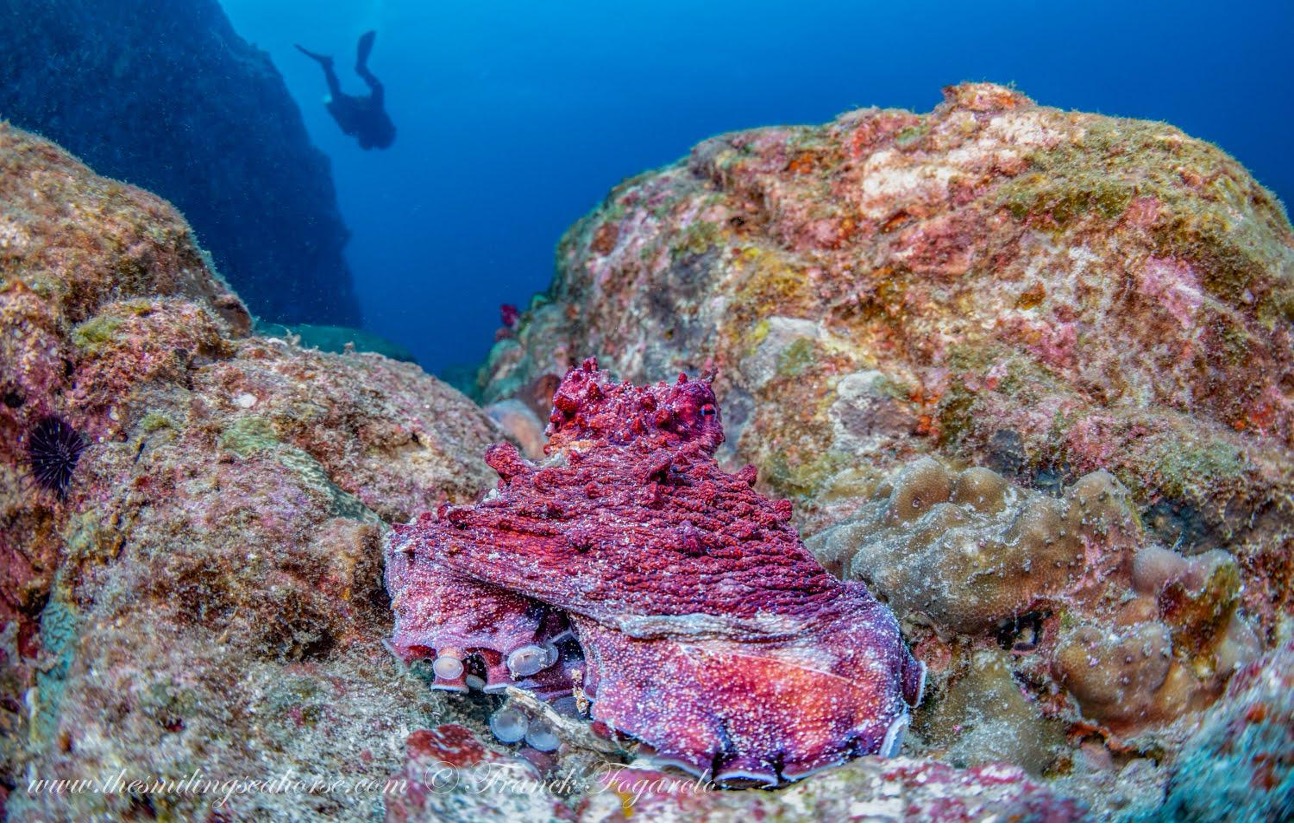 A day octopus, or Octopus cyanea, navigating a reef