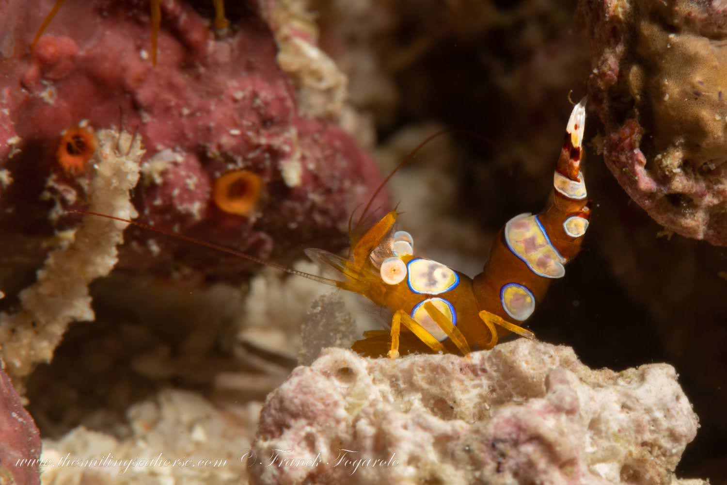 Sexy shrimp sheltering among the tentacles of a cnidarian host