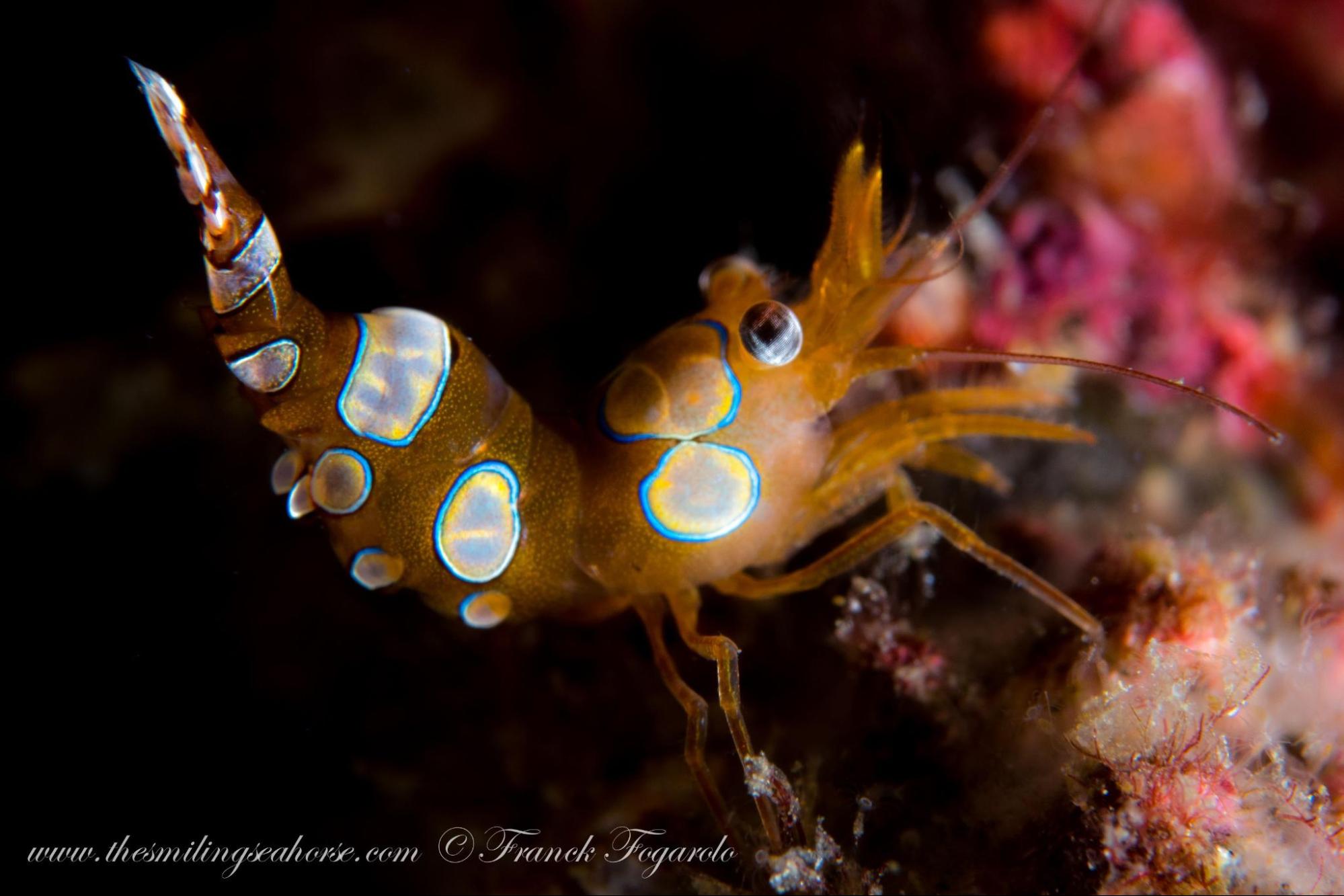 Sexy shrimp Thor amboinensis living with a sea anemone host