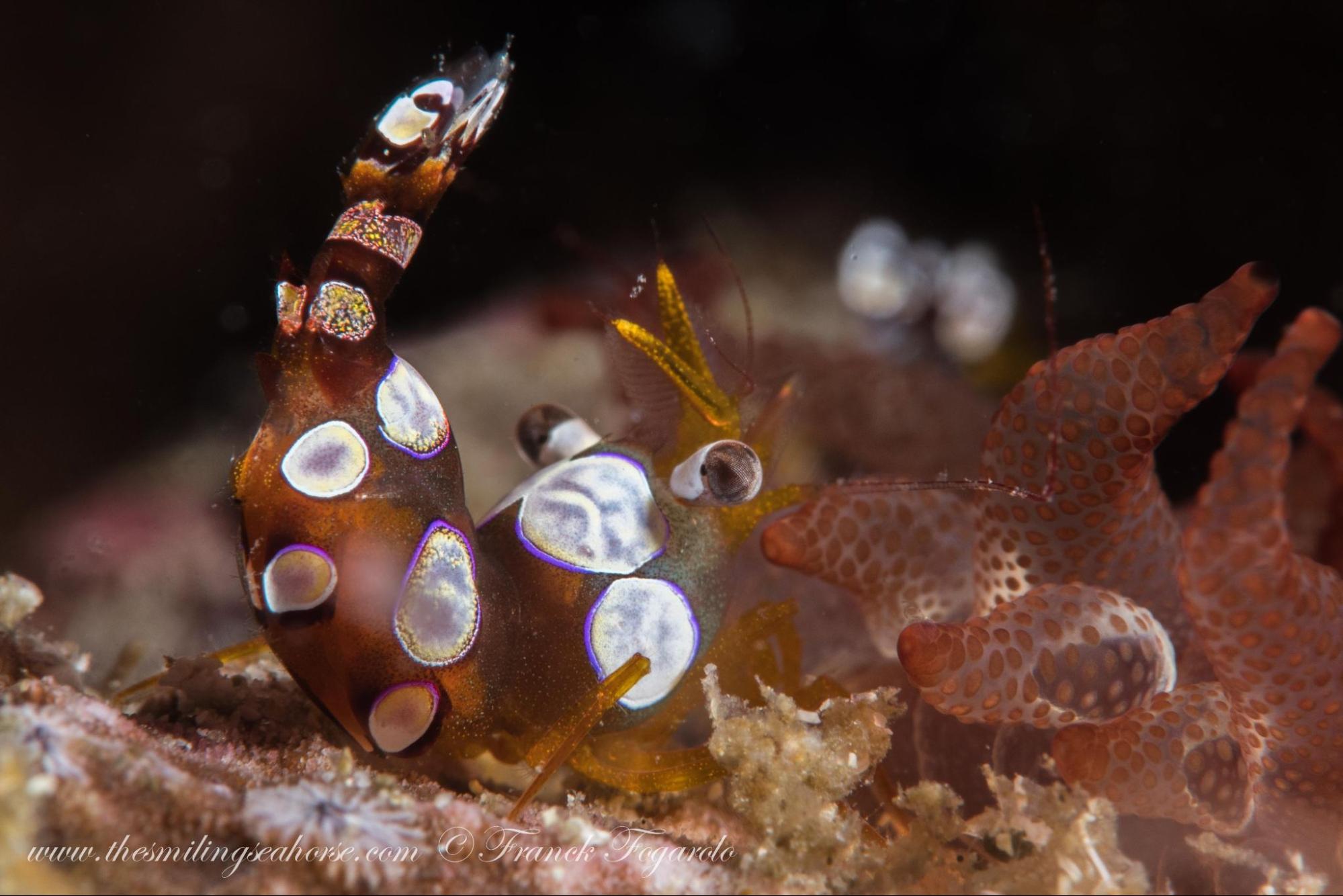 Sexy shrimp Thor amboinensis showing its characteristic dancing posture